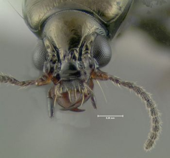 Media type: image;   Entomology 602171 Aspect: head frontal view